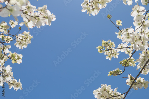 Dogwood tree against a blue sky.