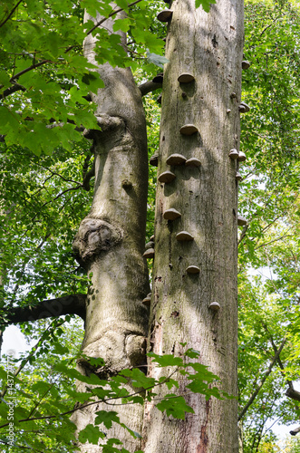 Parasitic fungus on the trunk Arber