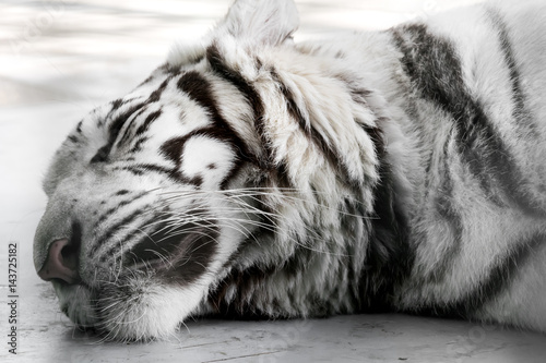 Fototapeta Naklejka Na Ścianę i Meble -  Sleeping white tiger