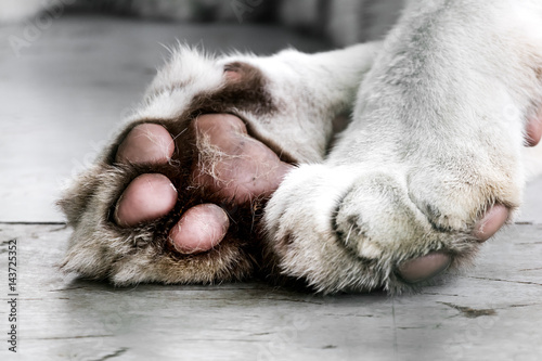 Fototapeta Naklejka Na Ścianę i Meble -  Paws of a white tiger