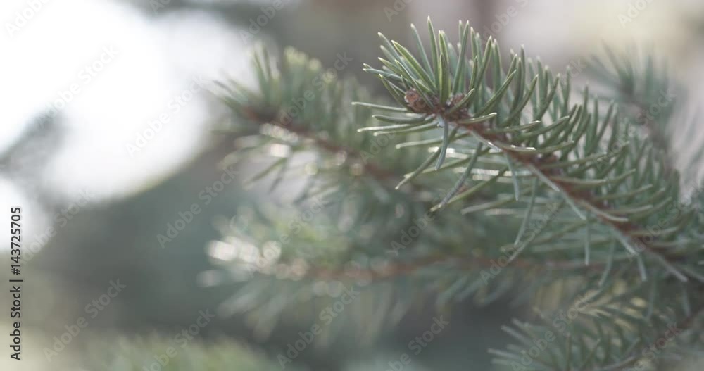 blue spruce branches in spring sunny day closeup handheld, 4k 60fps prores footage blue spruce branches in spring sunny day closeup handheld, 4k 60fps prores footage