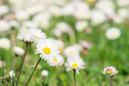 Wiese voller Sonnenblümchen