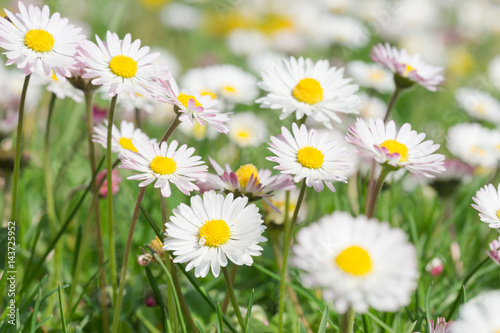 Wiese voller Sonnenblümchen