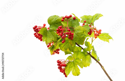 Orange mountain ash with green leaves