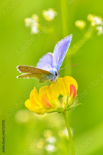 Schmetterling ist blau auf dem Klee in Farbe gelb  © photobars