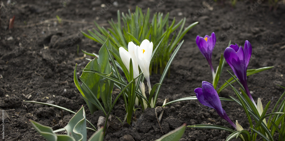 Obraz premium crocus