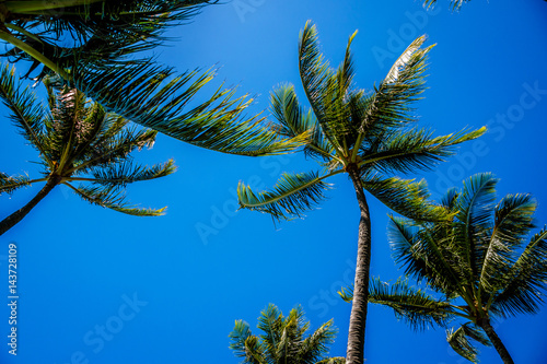 Clear blue sky above the palm branches of the palm trees at the Ko Olina resort area on the tropical island of Oahu in island state Hawaii in the Pacific Ocean