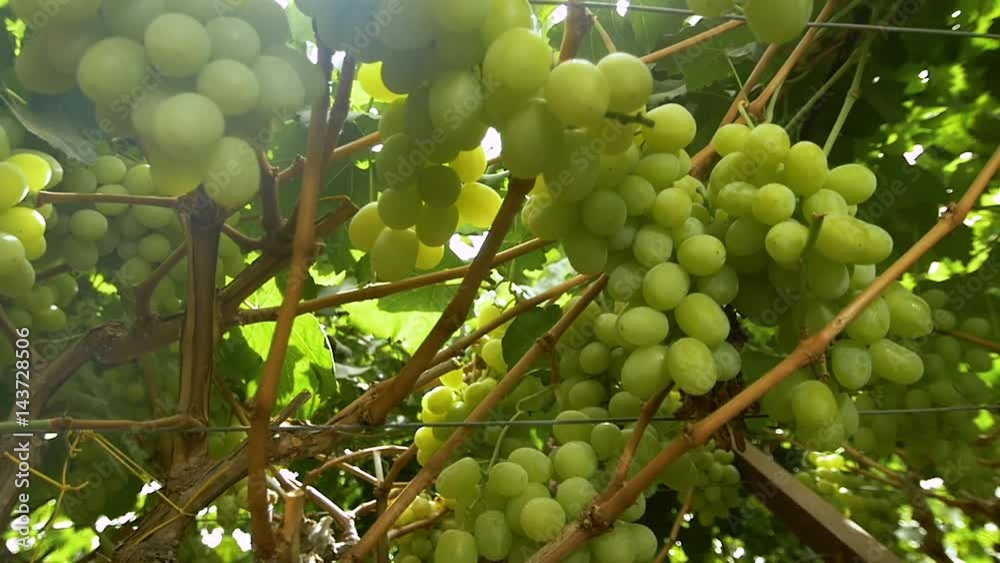 Harvest season in the wine industry . Grapes for the production of white wine. Slow motion , dolly shot Harvest season in the wine industry . Grapes for the production of white wine. Slow motion , dolly shot
