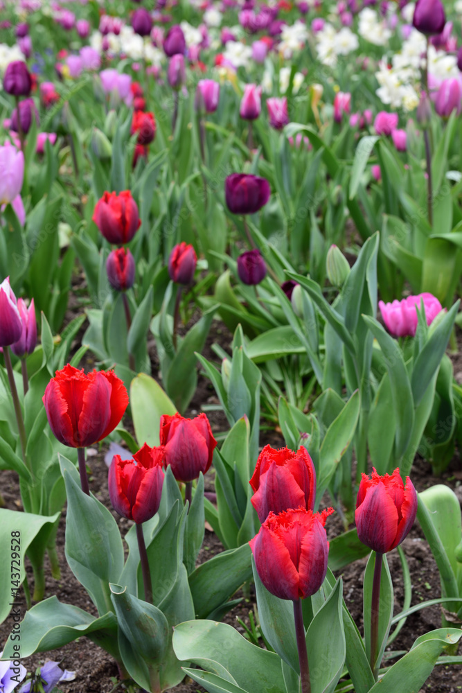 Fototapeta premium tulpen