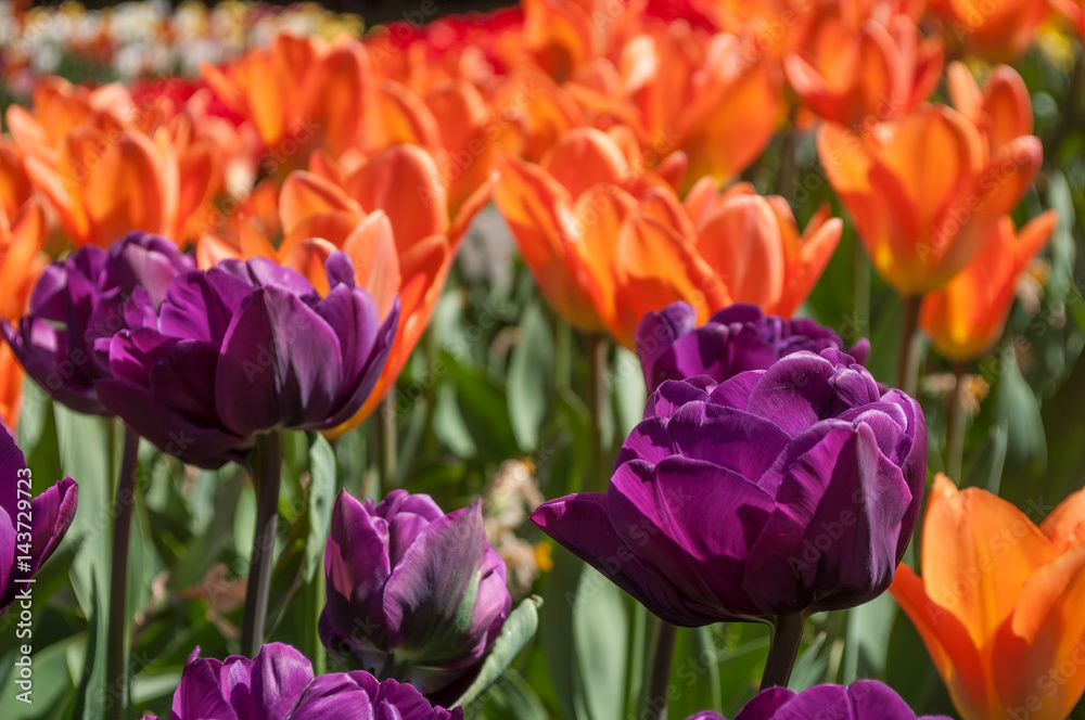 champ de tulipes pourpre et orange en gros plan champ de tulipes pourpre et orange en gros plan