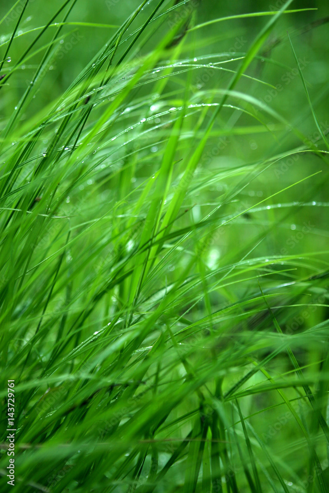 Dew on green grass Dew on green grass