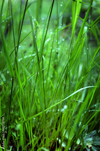 Dew on green grass