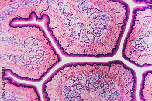 Canvas Print microbiology cell- esophagus dog
