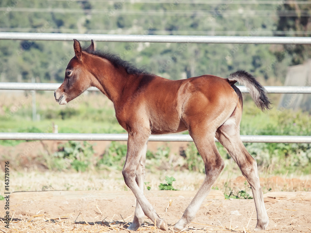 walking arabian little foal in paddock. Israel walking arabian little foal in paddock. Israel