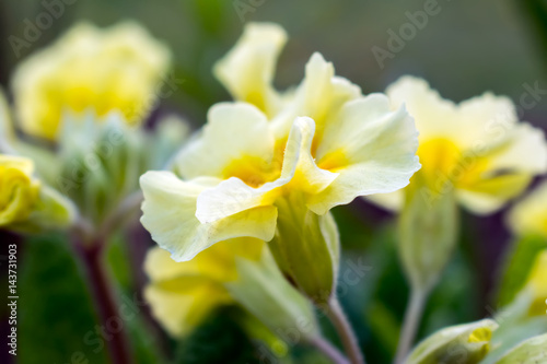 Yellow flowers Primroses (Primula Vulgaris)