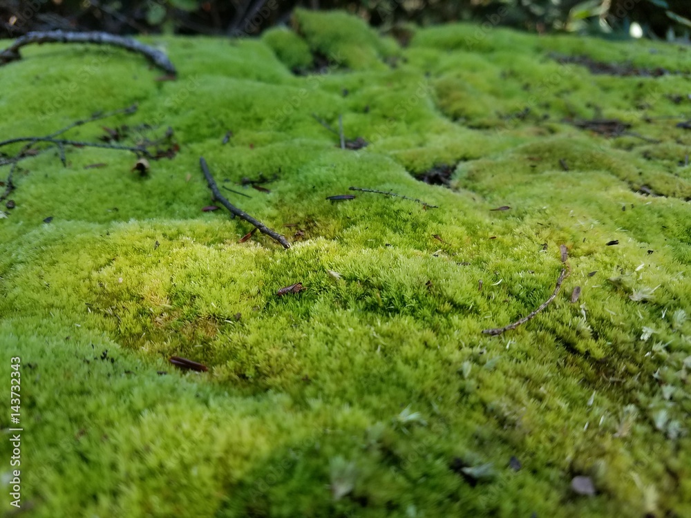 Moss on a rock Moss on a rock