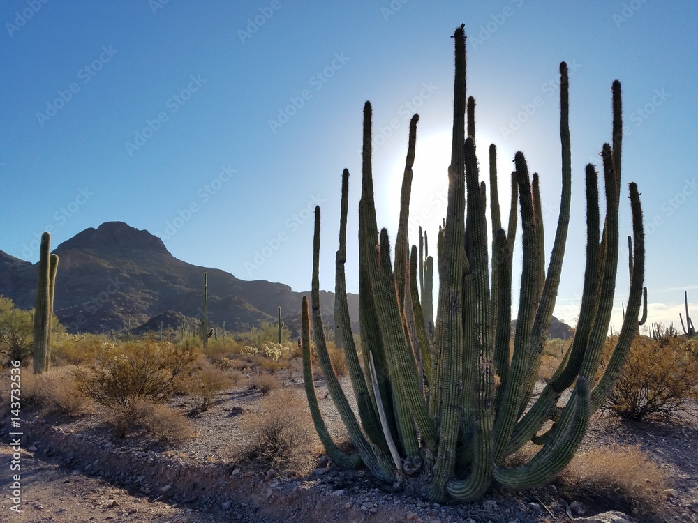 Cactus and mountains Cactus and mountains