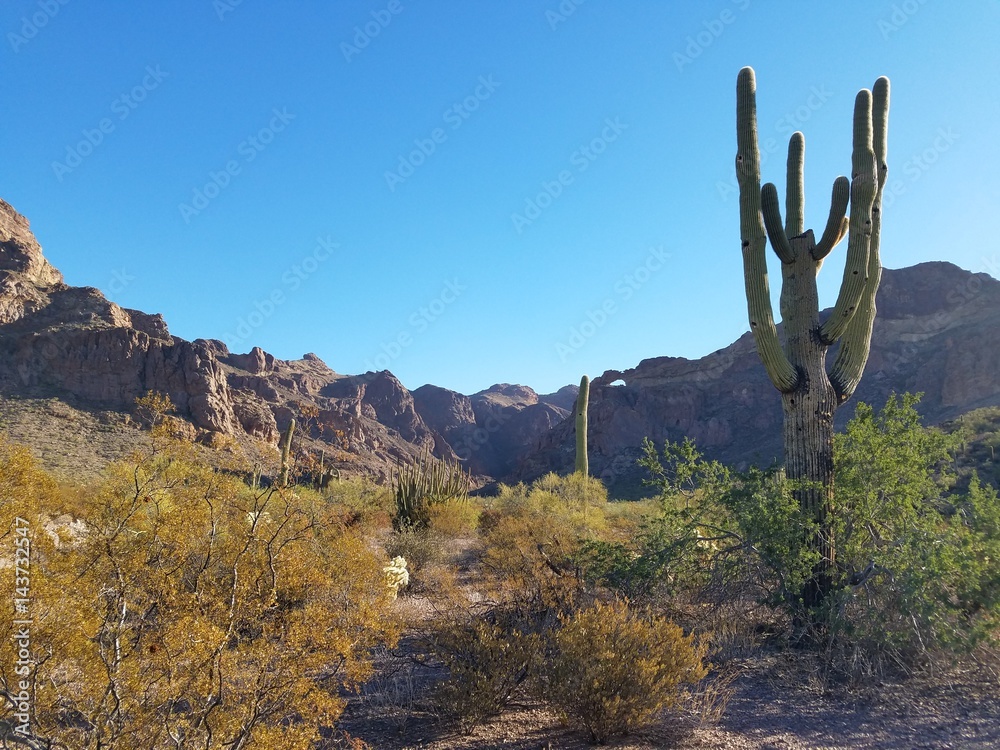 Arizona desert