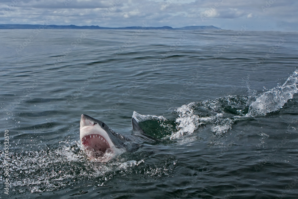 Naklejka premium Great white shark, Carcharodon carcharias, South Africa