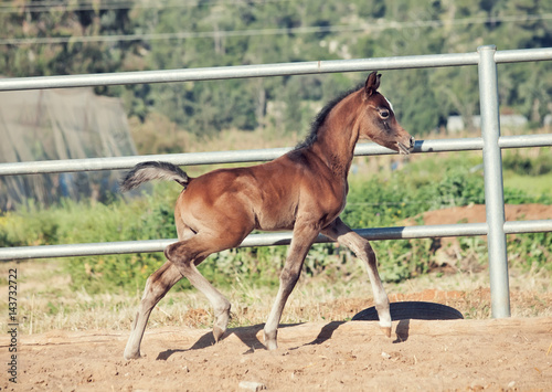 running arabian little foal in paddock. Israel