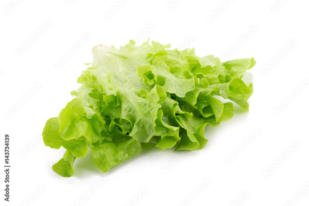 Green oak leaf lettuce isolated on white background. Green oak leaf lettuce isolated on white background.