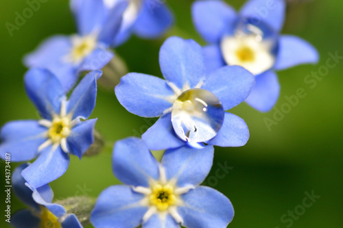 water droplets on forget me not flower