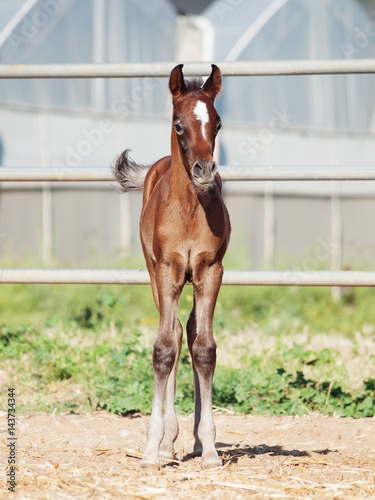  bay arabian little foal posing in paddock. Israel