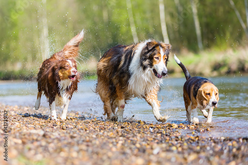 Photography three dogs running in a river