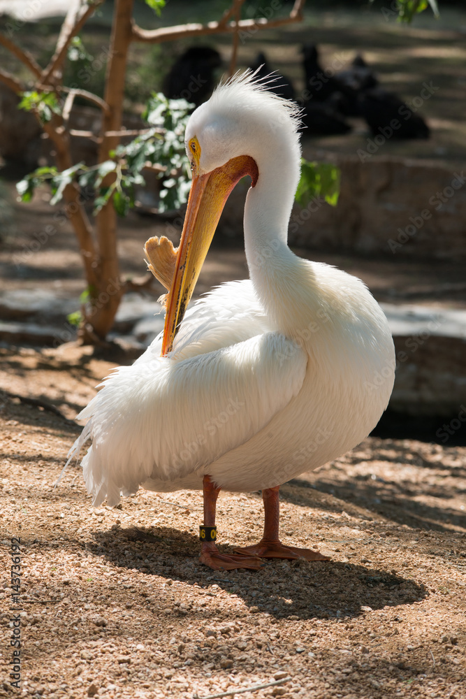 Pelican
