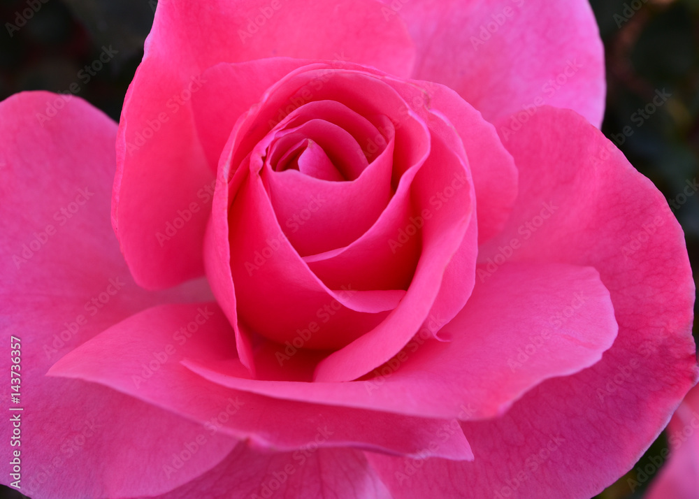 Soft pink Soft pink