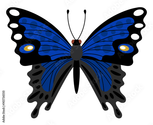 Canvas Print Blue butterfly - beautiful  insect, one of the most famous and popular in the wo