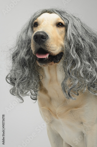 labrador in a wig