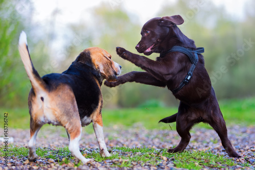 Beagle plays with a Labrador puppy