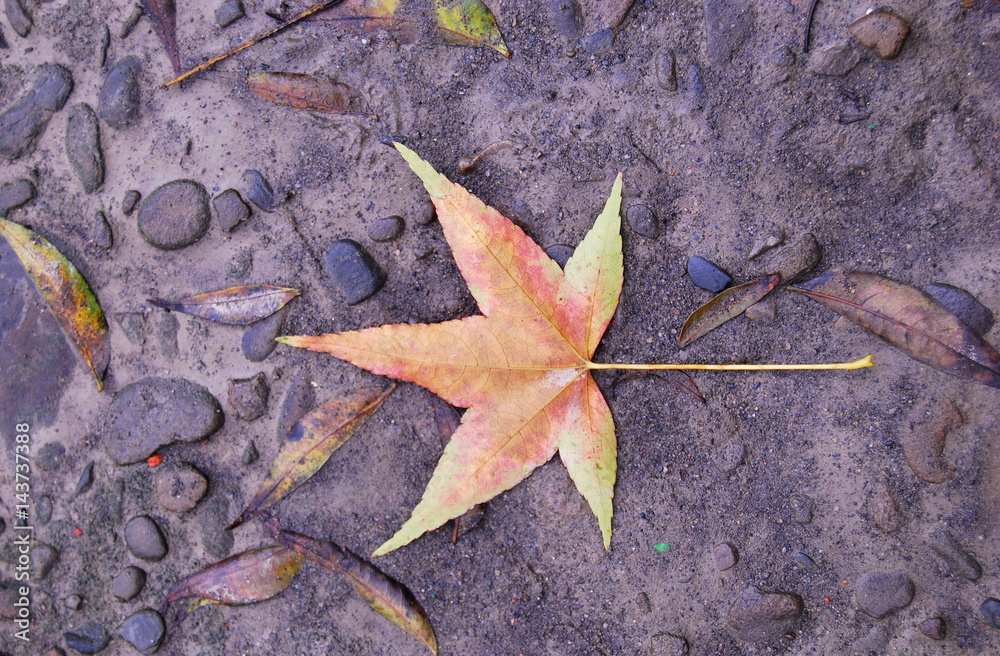 Fallen maple leaf on the ground after raining Fallen maple leaf on the ground after raining