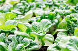 Bok choy or Chinese cabbage in organic vegetables farm