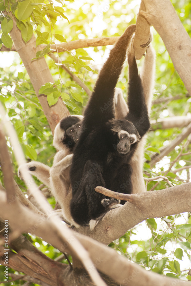 Naklejka premium A white-handed gibbon (Hylobates lar) family sitting and relax on tree.