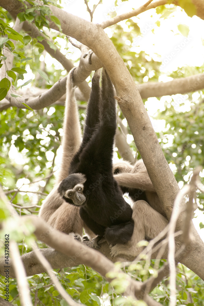 Naklejka premium A white-handed gibbon (Hylobates lar) family sitting and relax on tree.