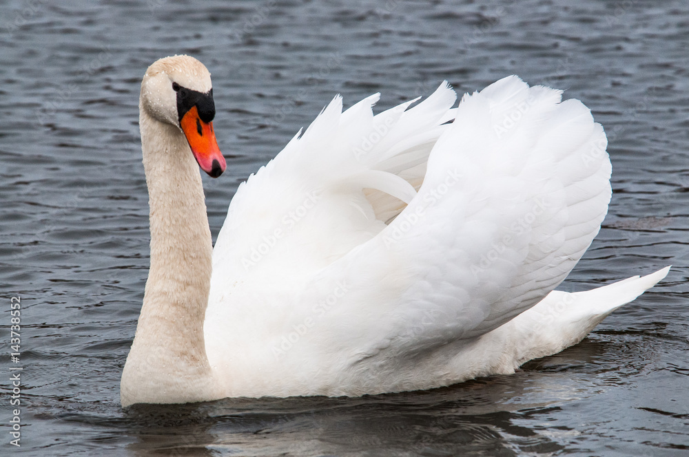 Fototapeta premium Mute Swan male