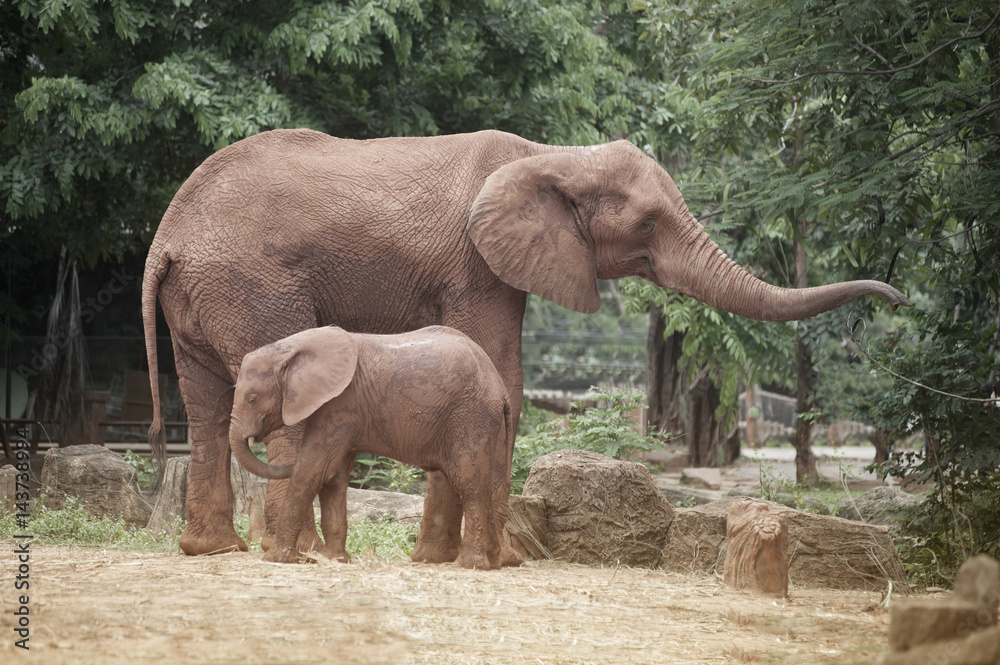 Fototapeta premium Elephants are large mammals of the family Elephantidae and the order Proboscidea.