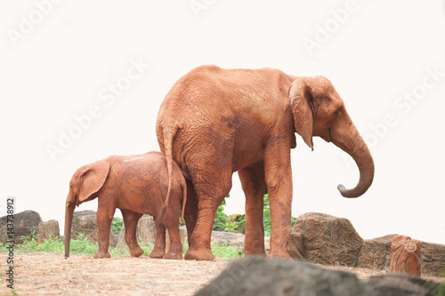 Elephants are large mammals of the family Elephantidae and the order Proboscidea. photo