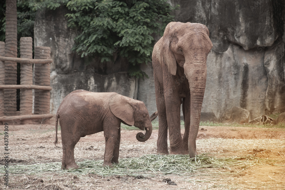 Fototapeta premium Elephants are large mammals of the family Elephantidae and the order Proboscidea.