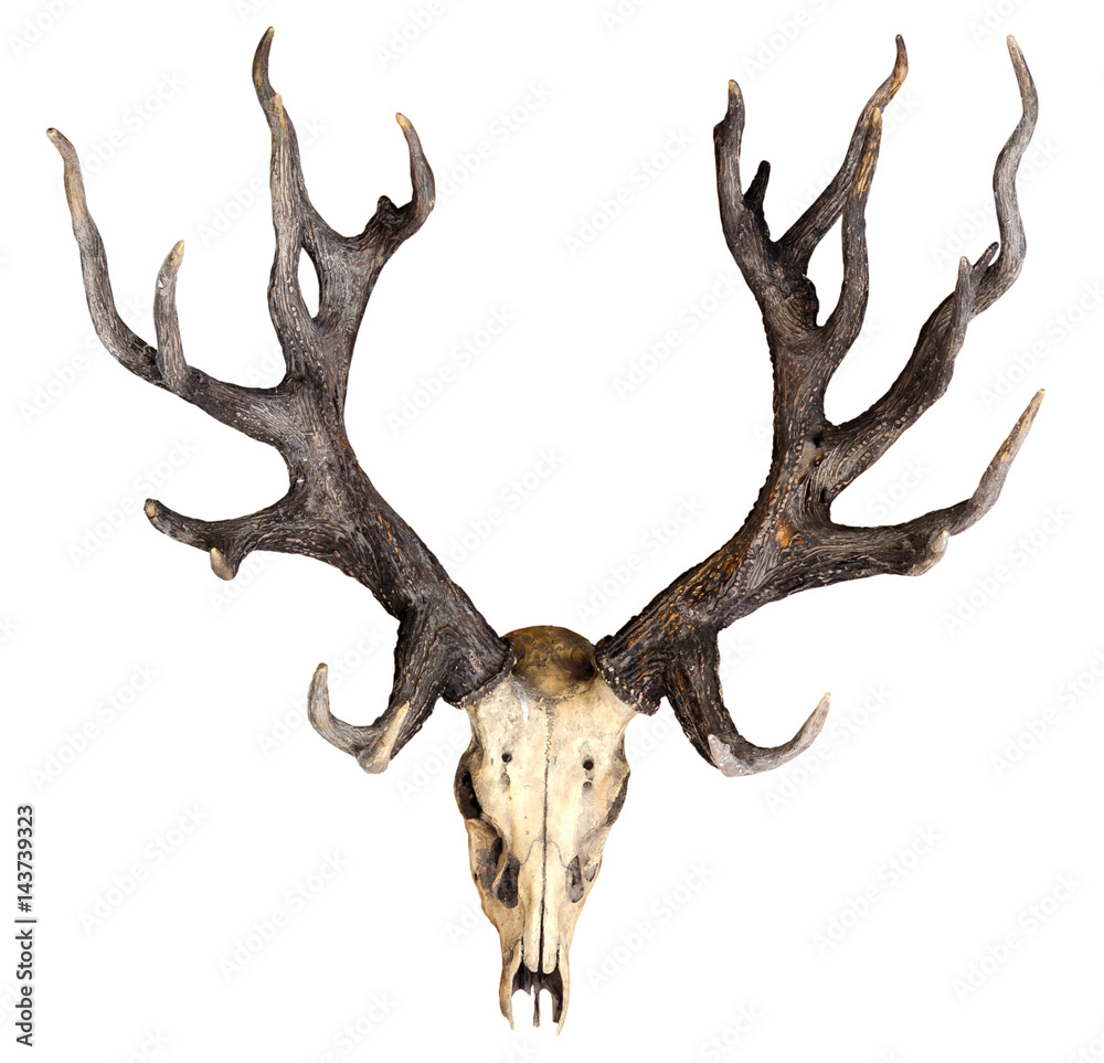Obraz premium Schomburgk's deer head skull isolated on white background, Extinct animals
