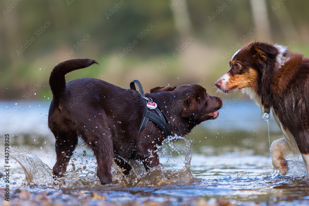 Labrador puppy and Australian Shepherd in the river Labrador puppy and Australian Shepherd in the river