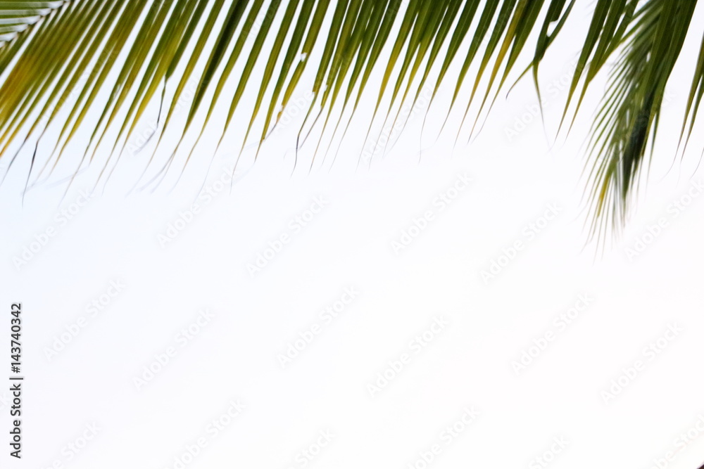 Beautiful green leaves on a white background.