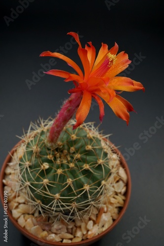 Cactus flower : Matucana krahnii in bloom isolated on a black background