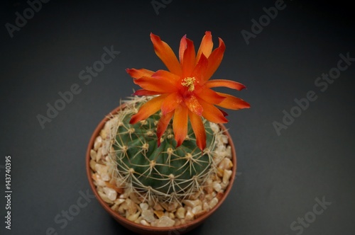 Cactus flower : Matucana krahnii in bloom isolated on a black background