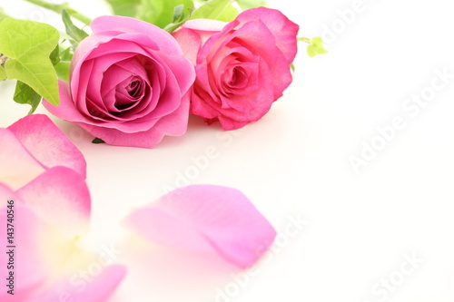 薔薇と花びら © hanabiyori