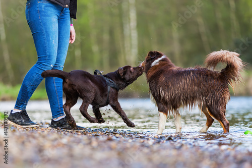 Canvas Print young woman with two dogs at the river