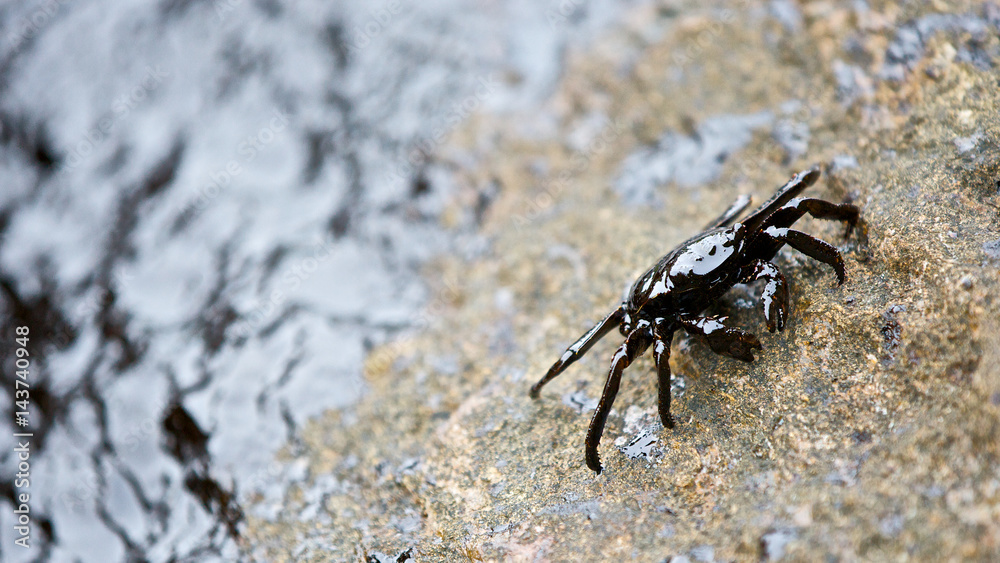 crab with crude oil spill on the stone at the beach, focus on crab, HD ratio, 16x9