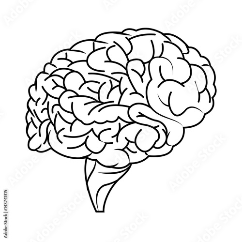 human brain organ icon over white background. vector illustration